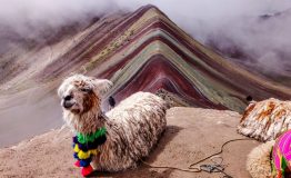 Alpaca sitting on a rocky outcrop with Rainbow Mountain in the background, Peru.
