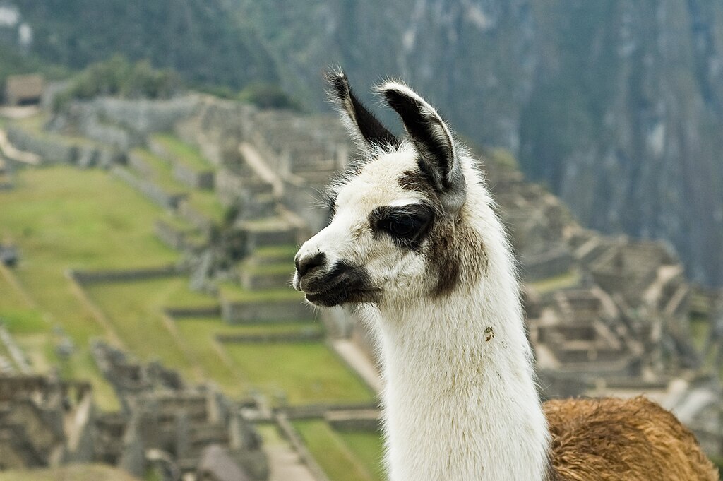South American Camelids