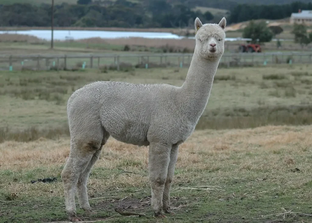 South American Camelids