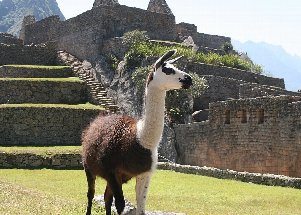 South American Camelids