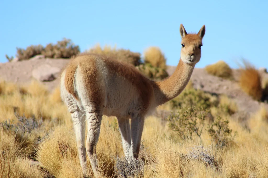South American Camelids