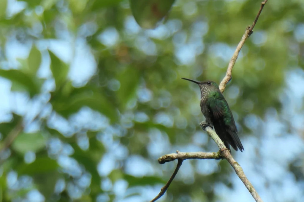 Vida silvestre en Manu