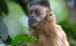 Biodiversidad Parque Nacional del Manu 1