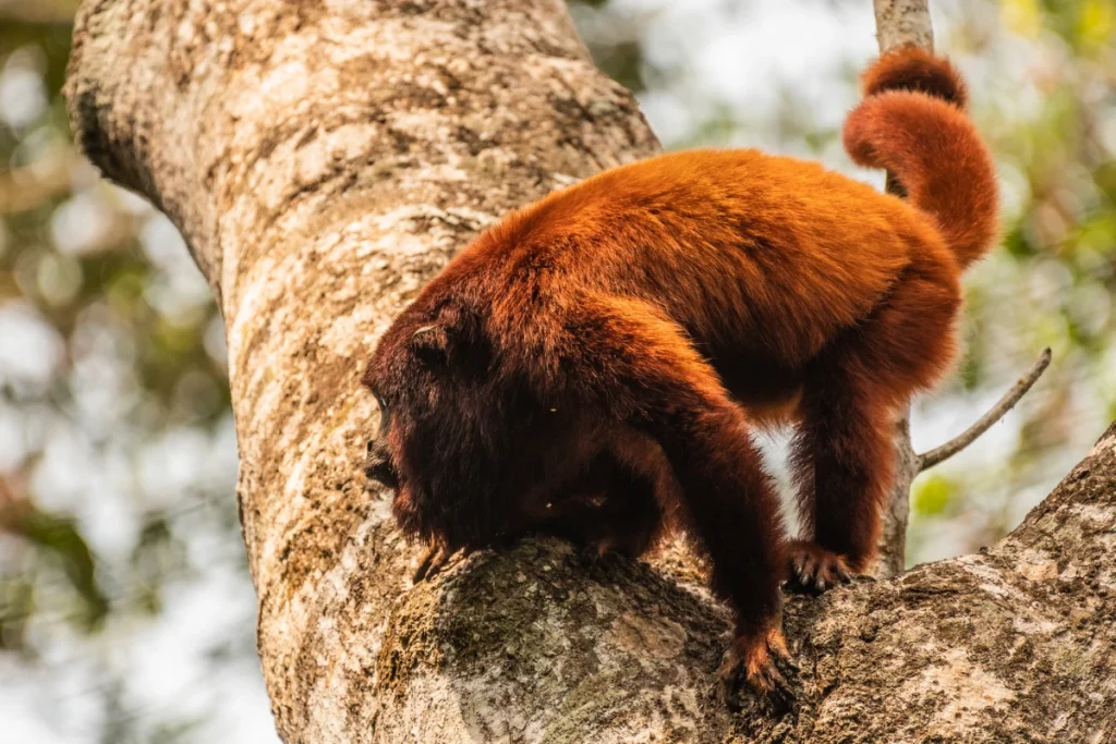 Paisagem da floresta tropical e rio no Parque Nacional do Manu - Vida selvagem