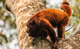 Parque_Nacional_del_Manu_020