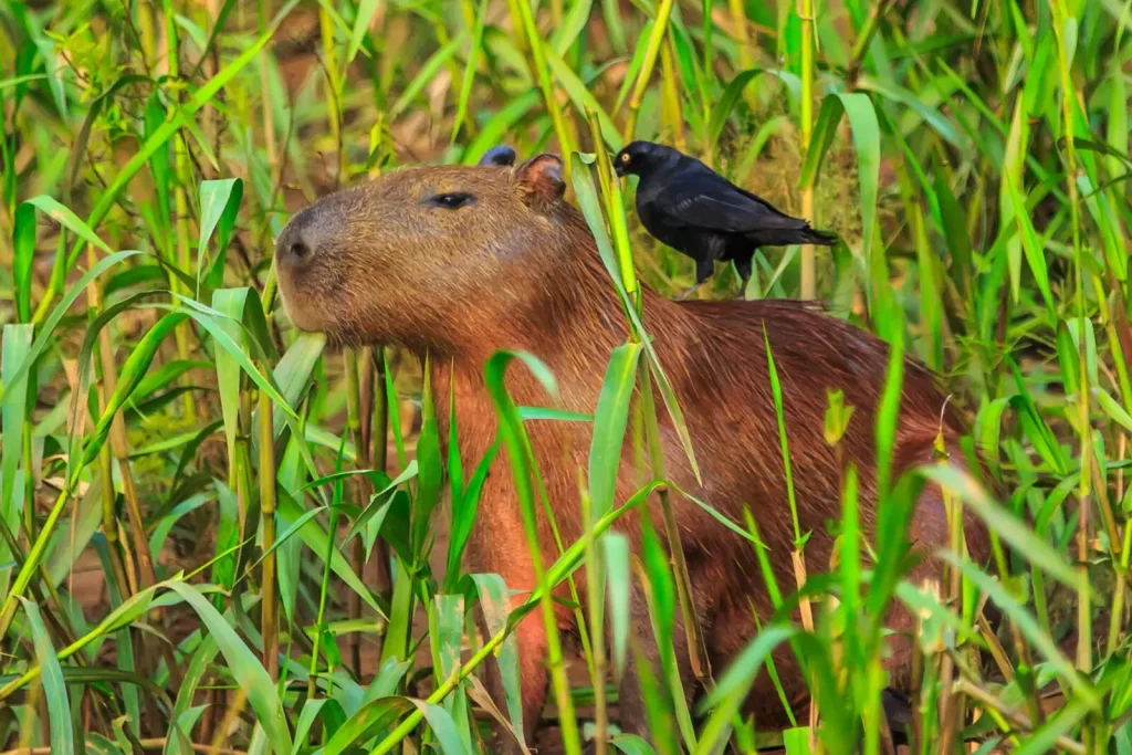 Biodiversidade do Parque Nacional do Manu