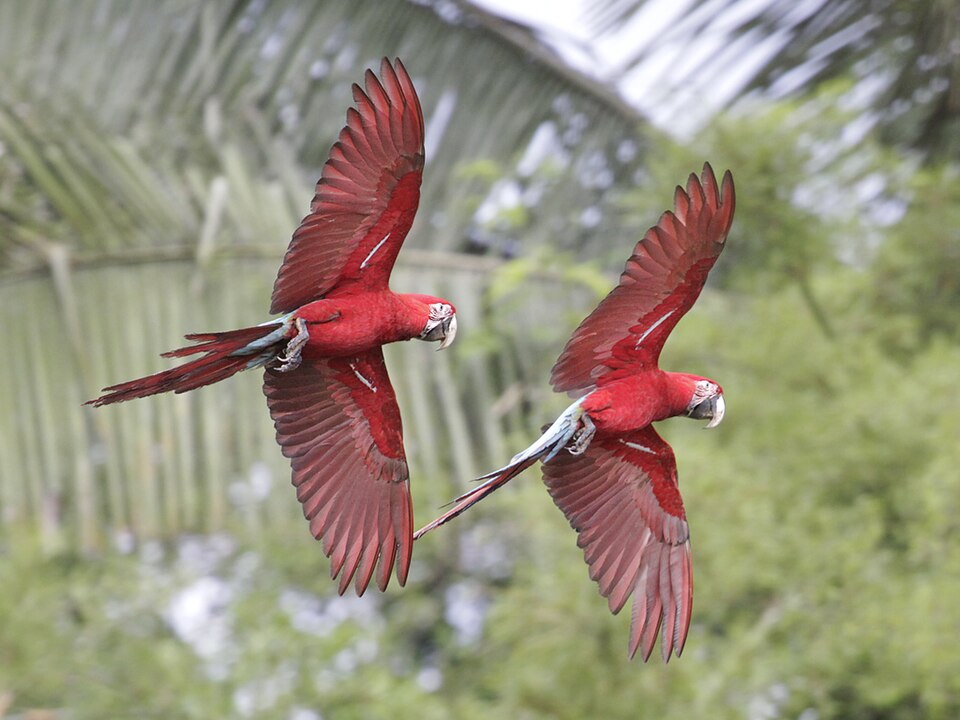 Arara no Parque Nacional de Manu, Peru