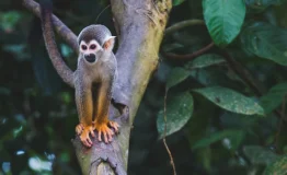 Cusco to Manu National Park