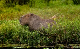 Capibara Manu