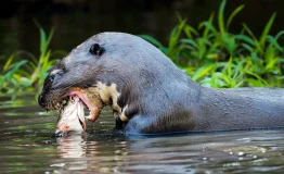 Nutrias Gigantes Manu