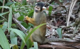 Monkey Tour Lake Sandoval Tambopata