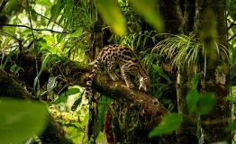 Ocelote Zona Reservada Manu