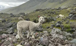 llama 7 lagunas ausangate