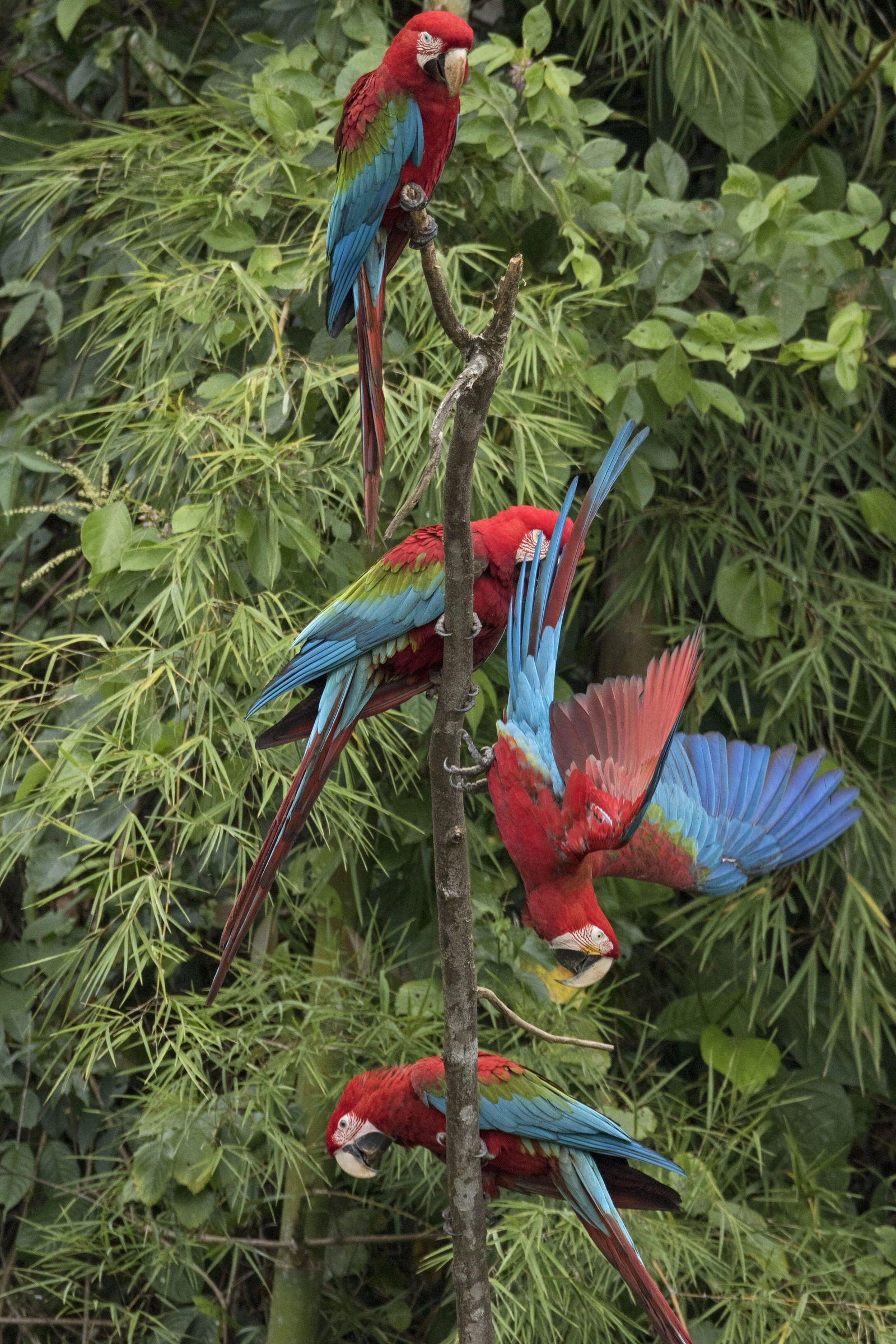 Flora and fauna of Manu National Park collage