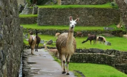 machu-picchu2-1